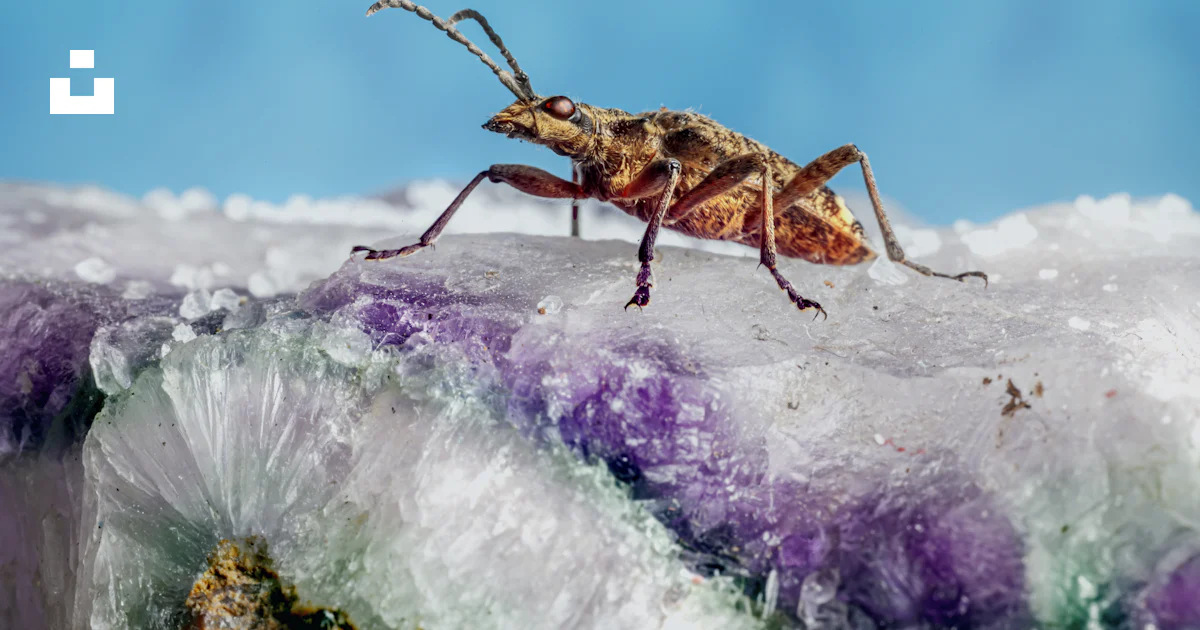 Rock Insects A large insect on a rock photo – Free Harju county Image on Unsplash