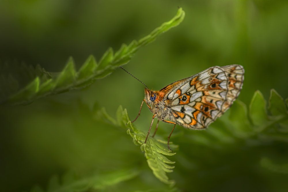 a butterfly on a leaf