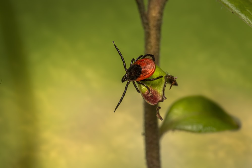 a ladybug on a branch