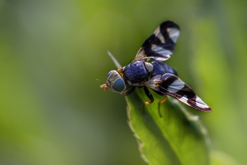 a close up of a fly