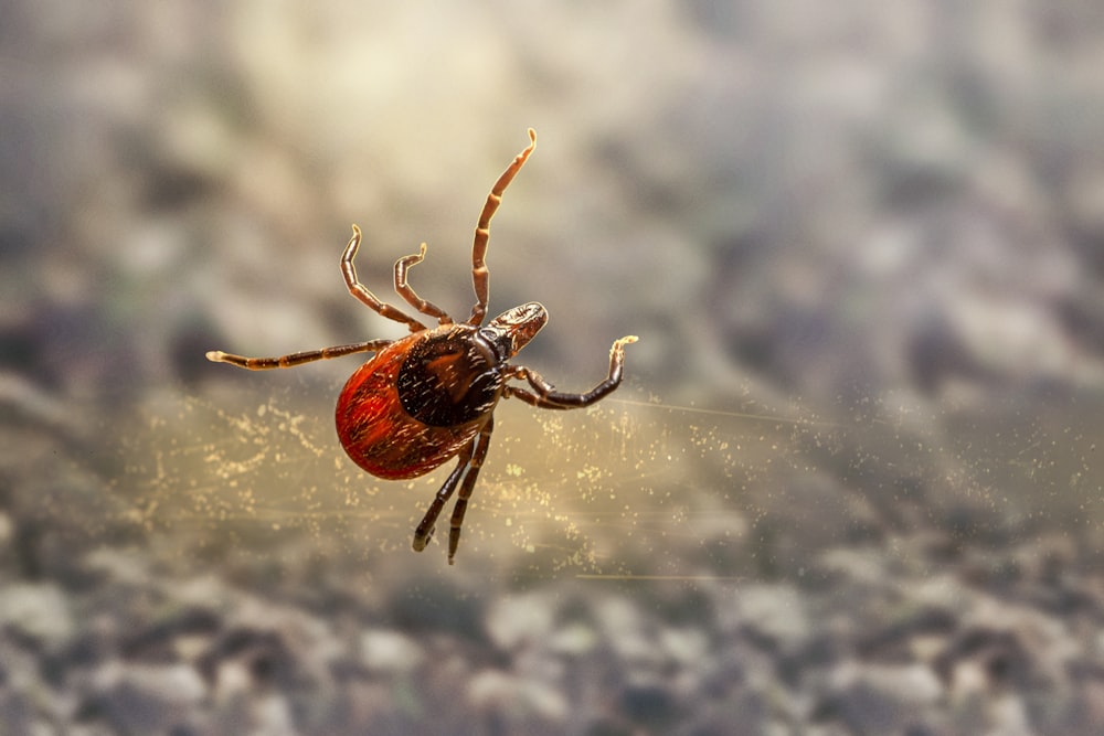 a close up of a spider