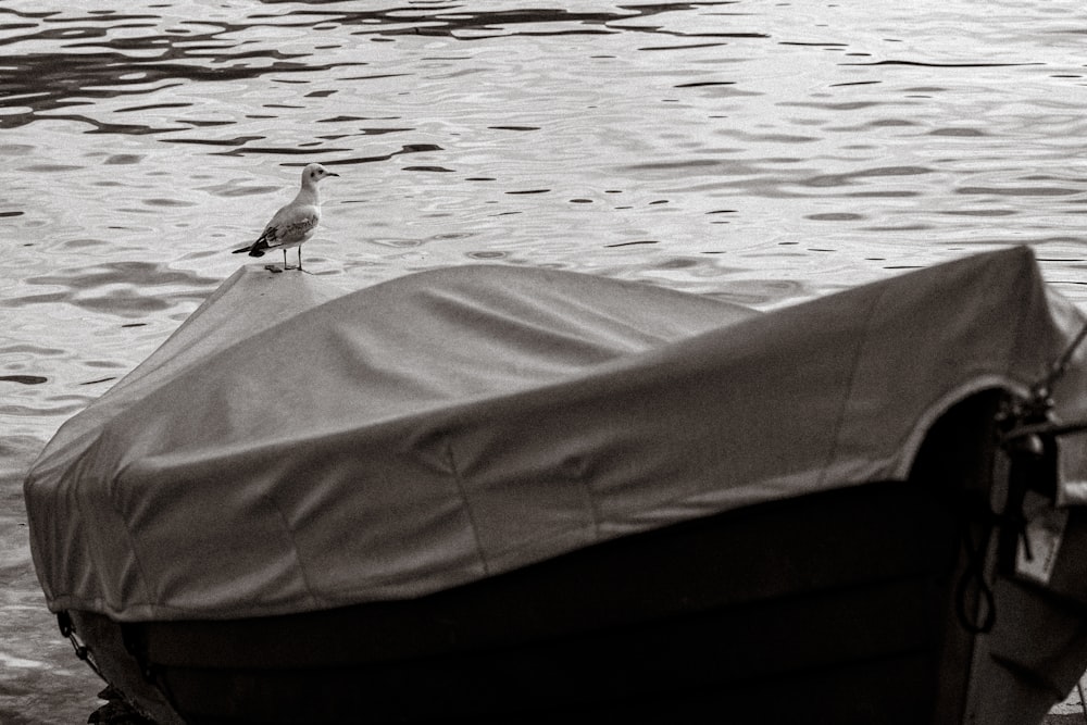 a bird on a boat