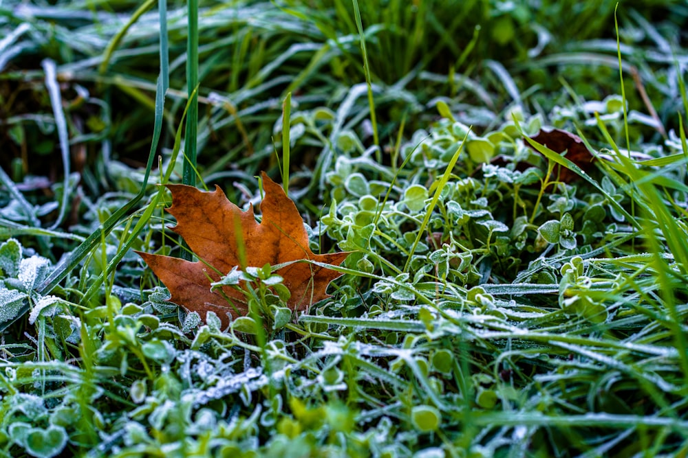 a leaf on the ground