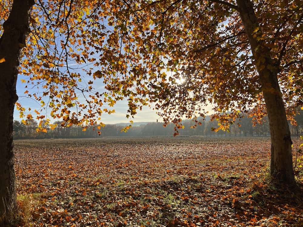 a field with yellow leaves