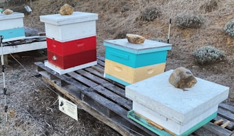 Several colorful beehives are placed on wooden pallets in an outdoor setting. The beehives are painted in bright red, teal, yellow, and white colors, each with a large stone on top. The area is surrounded by dry grass and a warning sign about an electric fence is visible. The environment suggests a beekeeping operation in a rural setting.