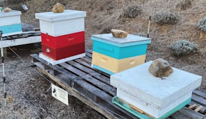 Several colorful beehives are placed on wooden pallets in an outdoor setting. The beehives are painted in bright red, teal, yellow, and white colors, each with a large stone on top. The area is surrounded by dry grass and a warning sign about an electric fence is visible. The environment suggests a beekeeping operation in a rural setting.