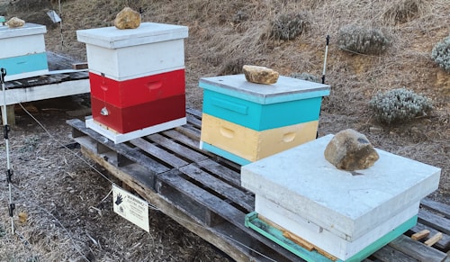 Several colorful beehives are placed on wooden pallets in an outdoor setting. The beehives are painted in bright red, teal, yellow, and white colors, each with a large stone on top. The area is surrounded by dry grass and a warning sign about an electric fence is visible. The environment suggests a beekeeping operation in a rural setting.