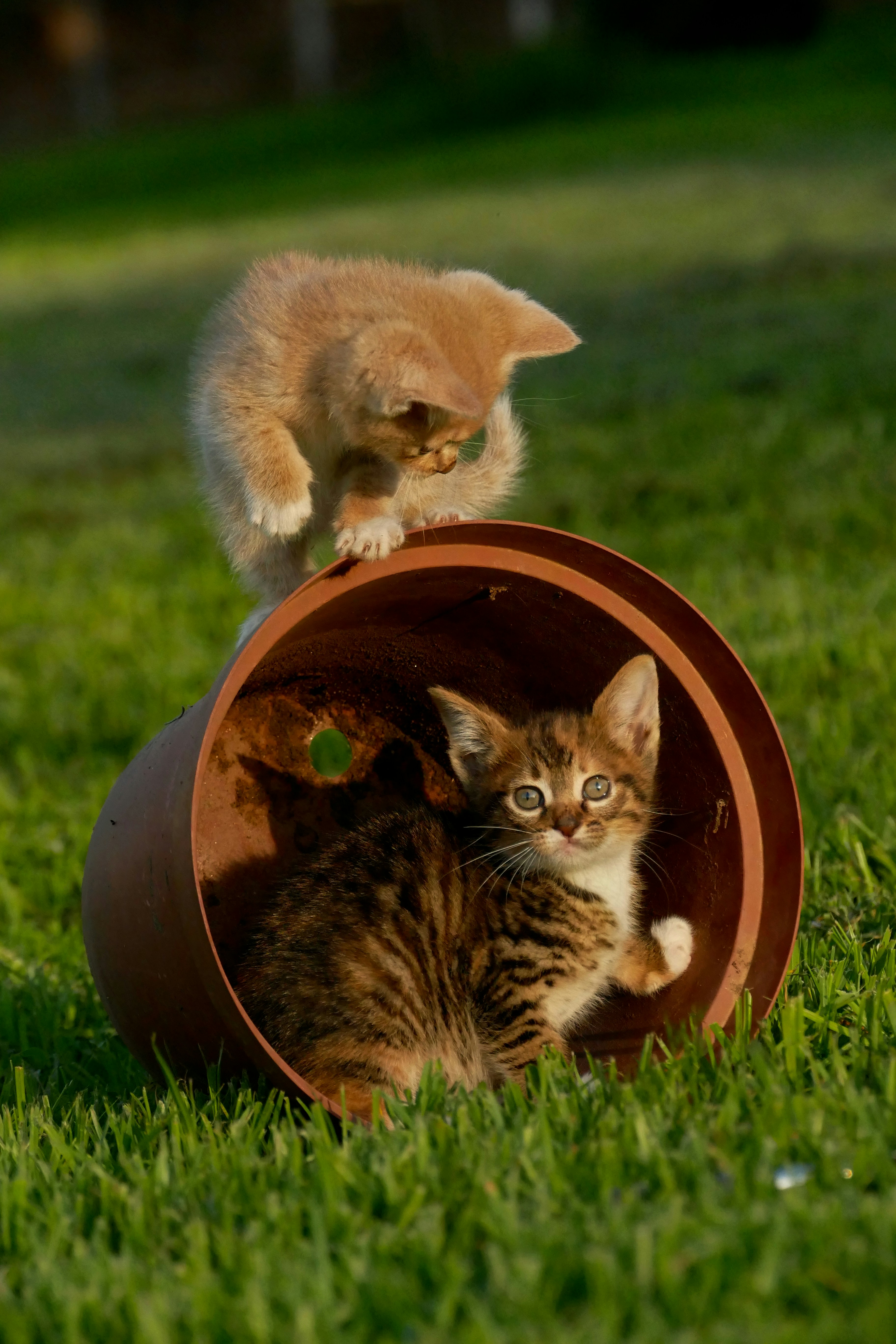 10 Kitten Behavior Training Games That Build Confidence