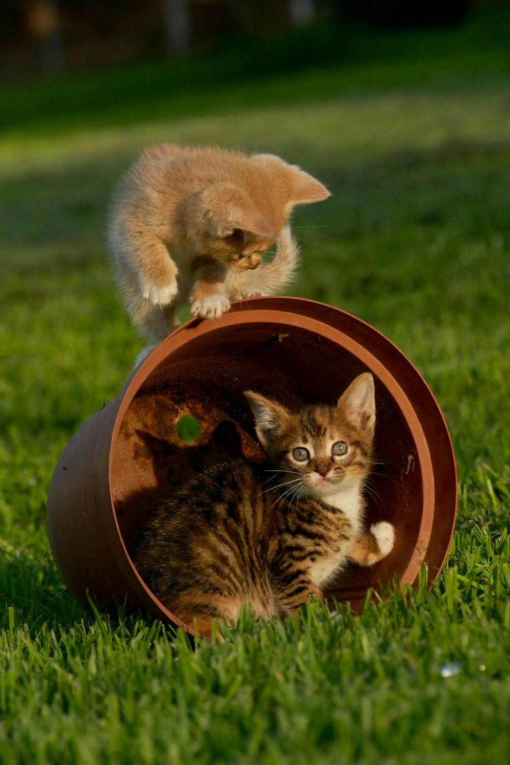 two cats in a round object