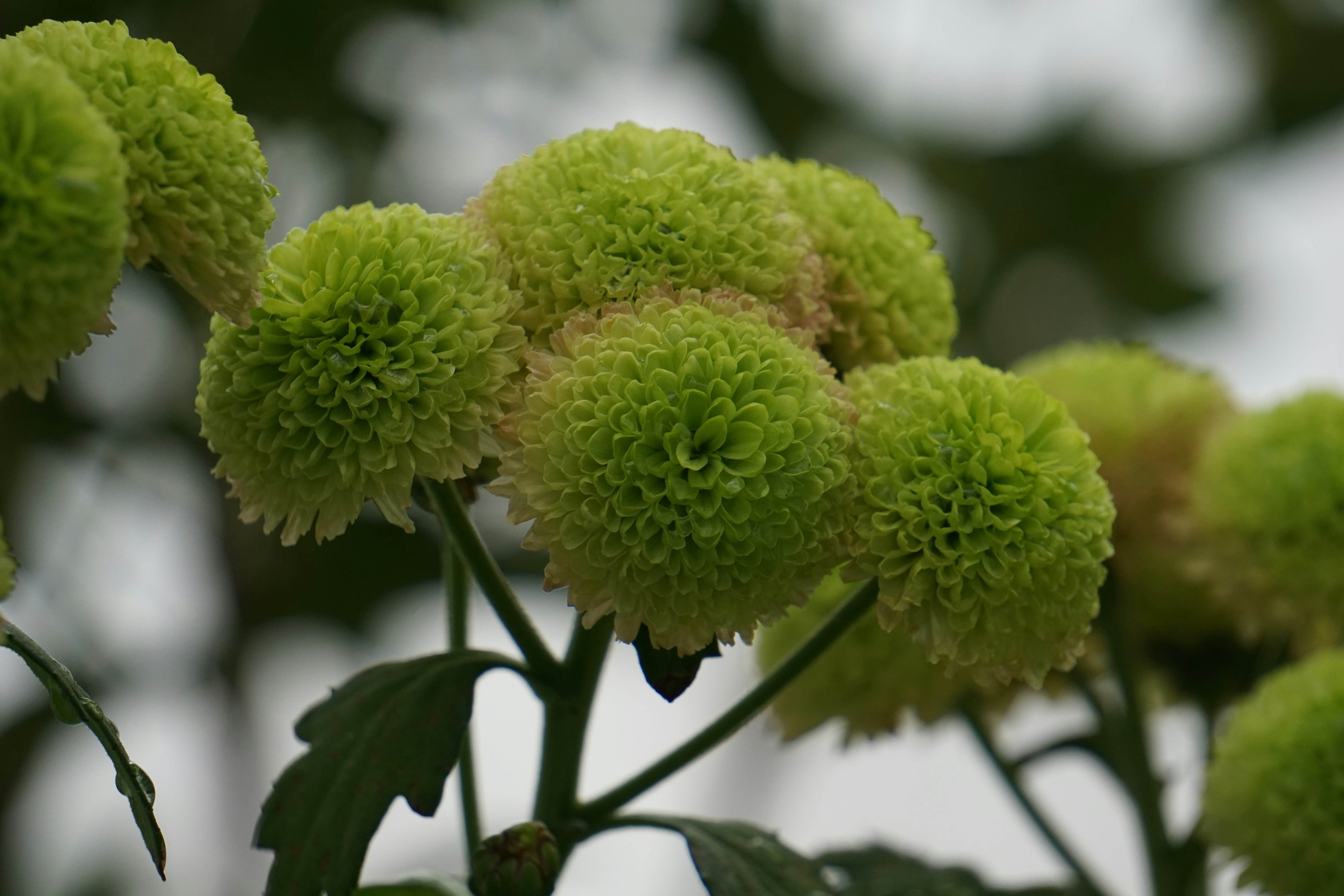 Chrysanthemum Green Button Pompon Green chrysanthemums symbolize hope, good fortune, rebirth, rest, truth, good health, and optimism.