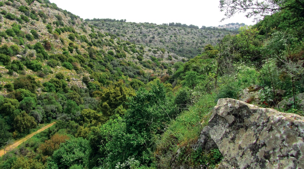 una collina rocciosa con alberi