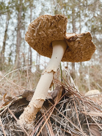 A large mushroom stands tall among dry pine needles and twigs in a forest setting. The mushroom cap is textured with intricate folds and shades of brown. In the background, blurred tree trunks indicate a dense wooded area.