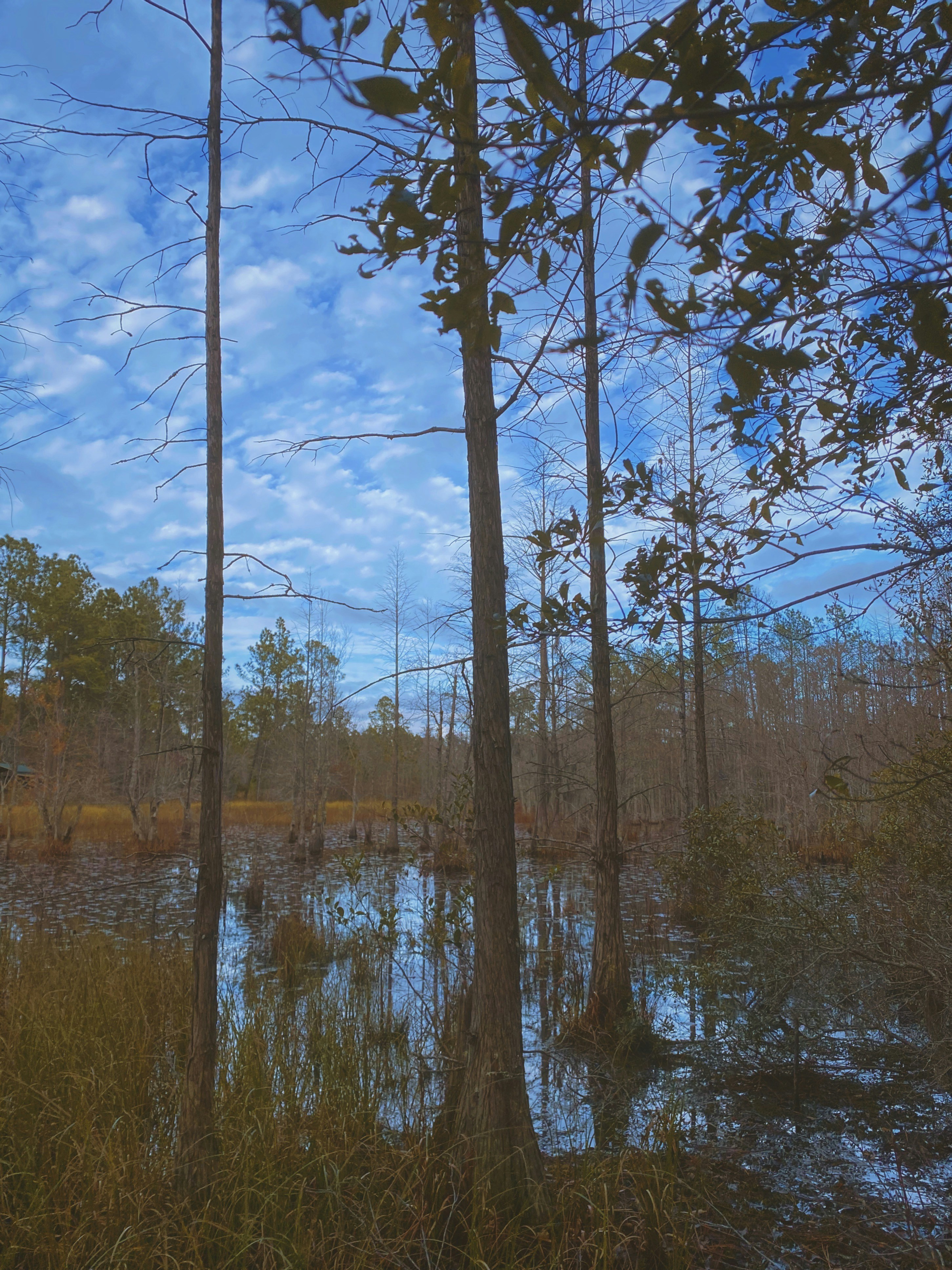 a body of water with trees around it