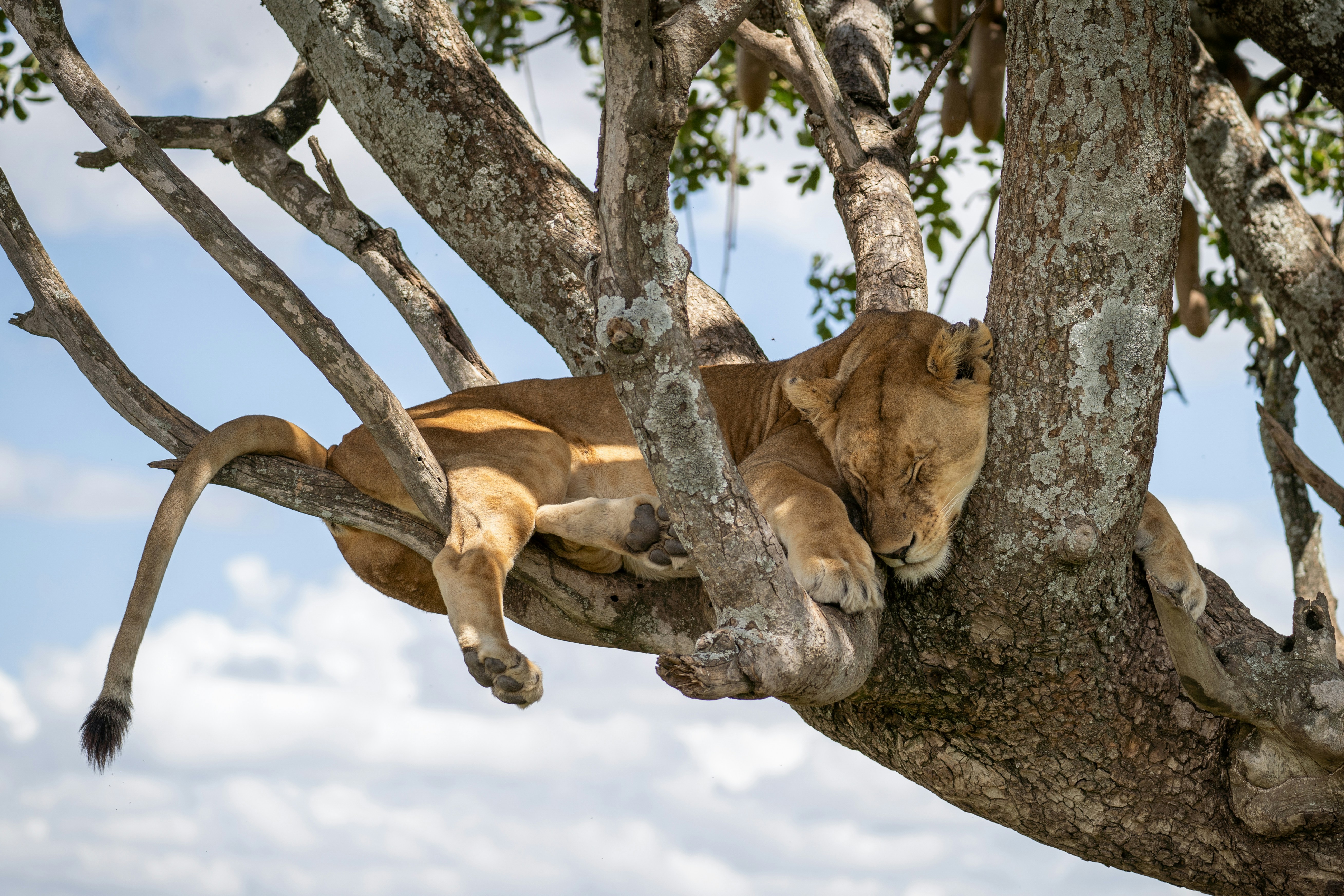 a lion in a tree