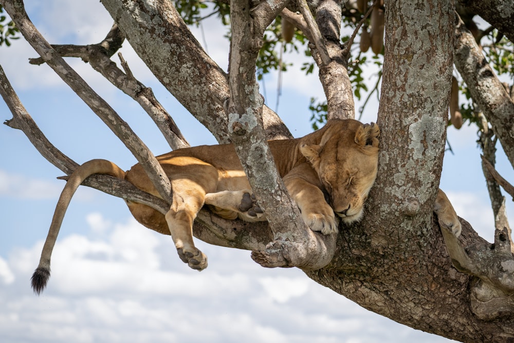 a lion in a tree