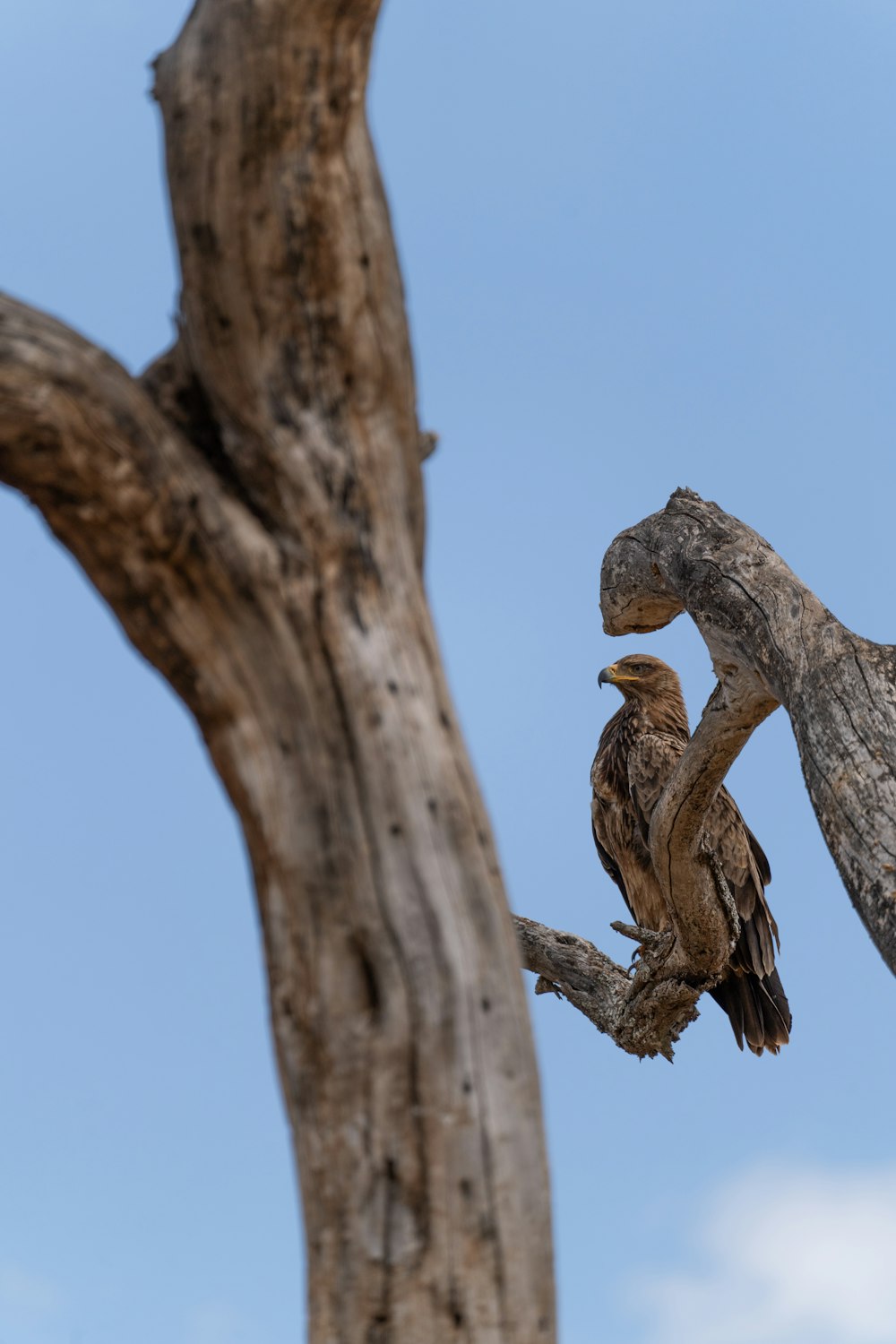 two birds on a tree