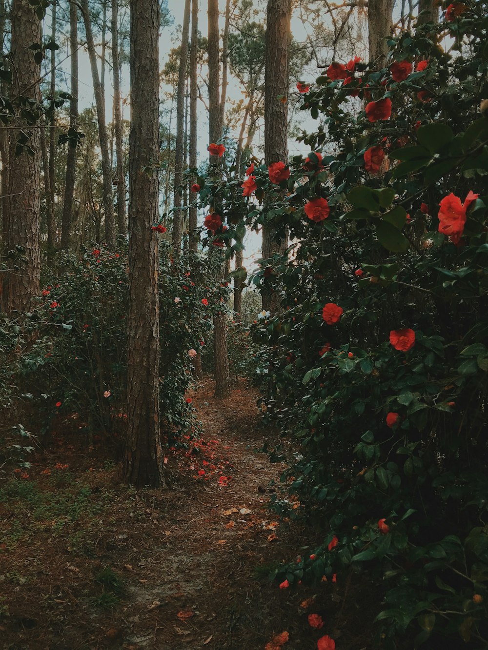 a group of trees with red flowers
