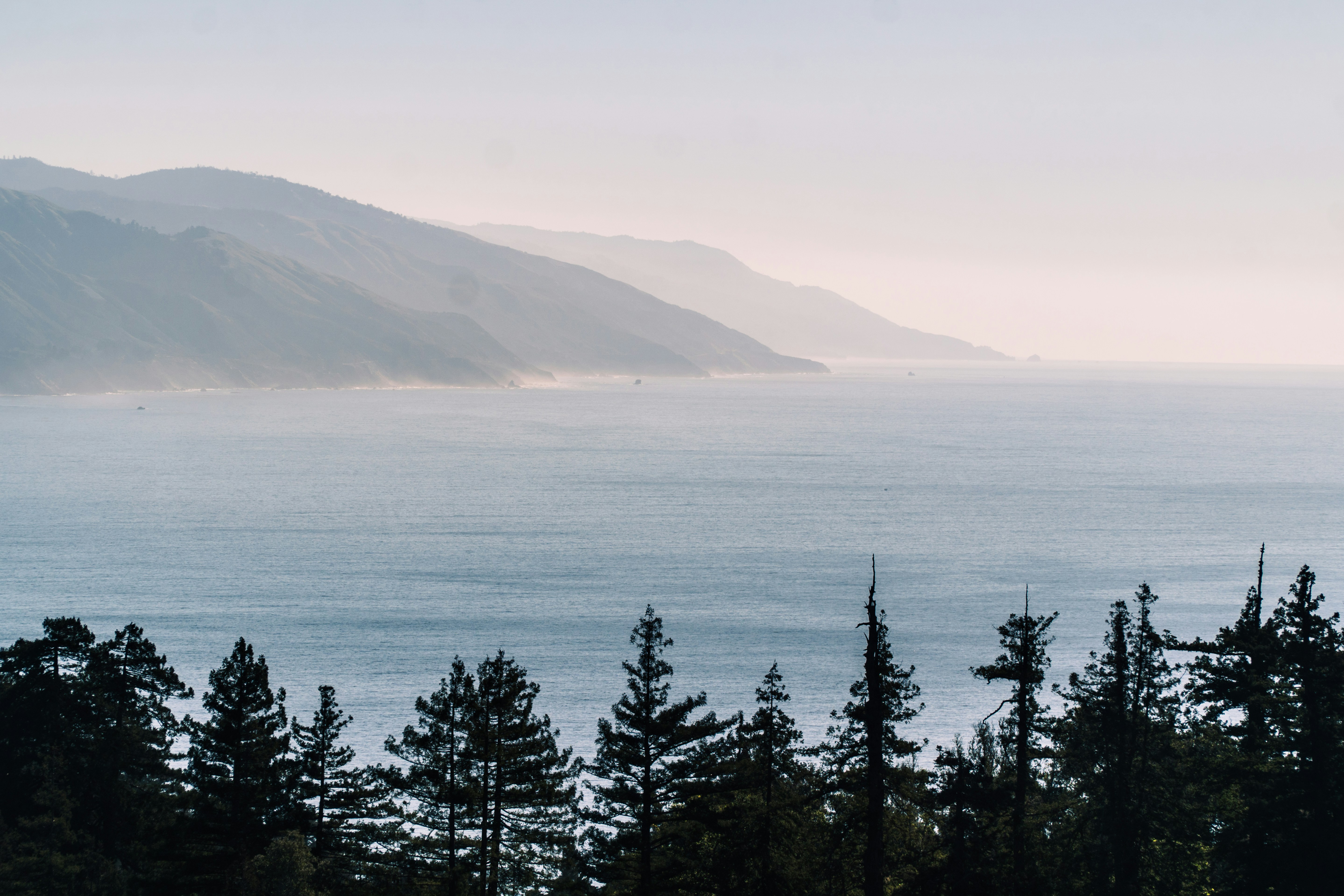a group of trees next to a body of water