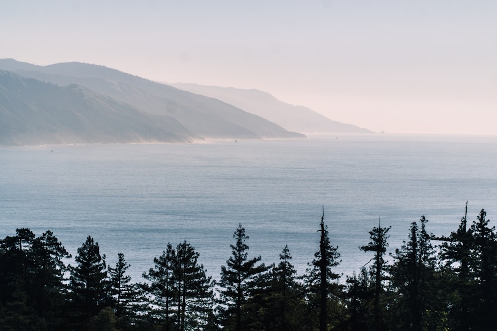 a group of trees next to a body of water