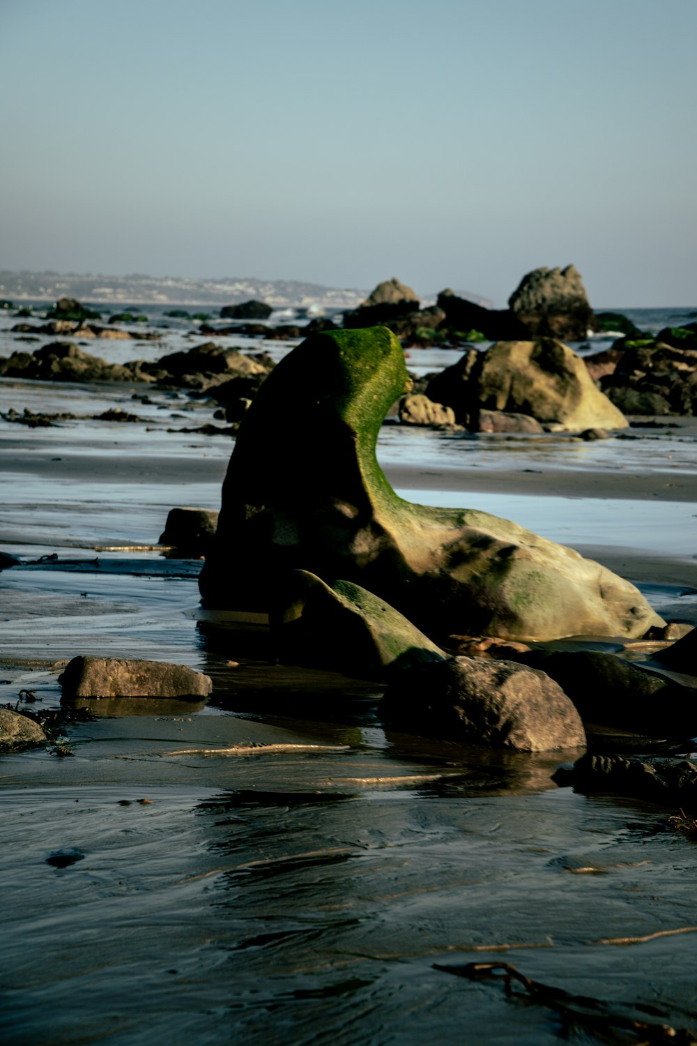 a sea creature on a beach