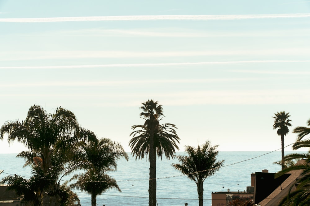 palm trees and a body of water