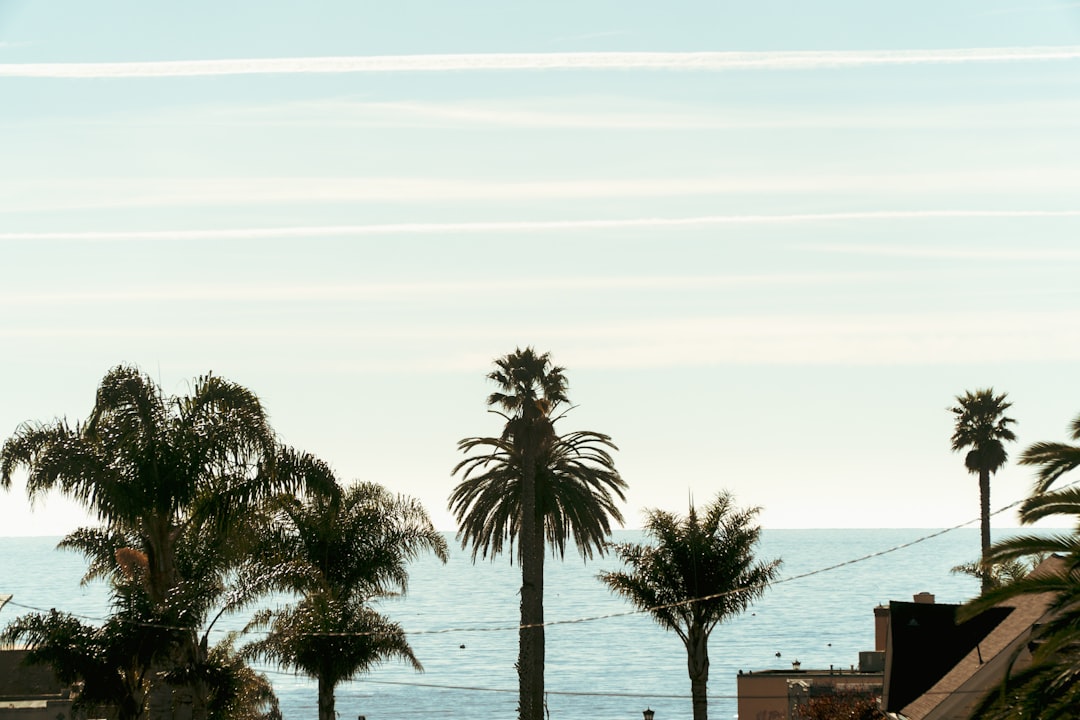 palm trees and a body of water,