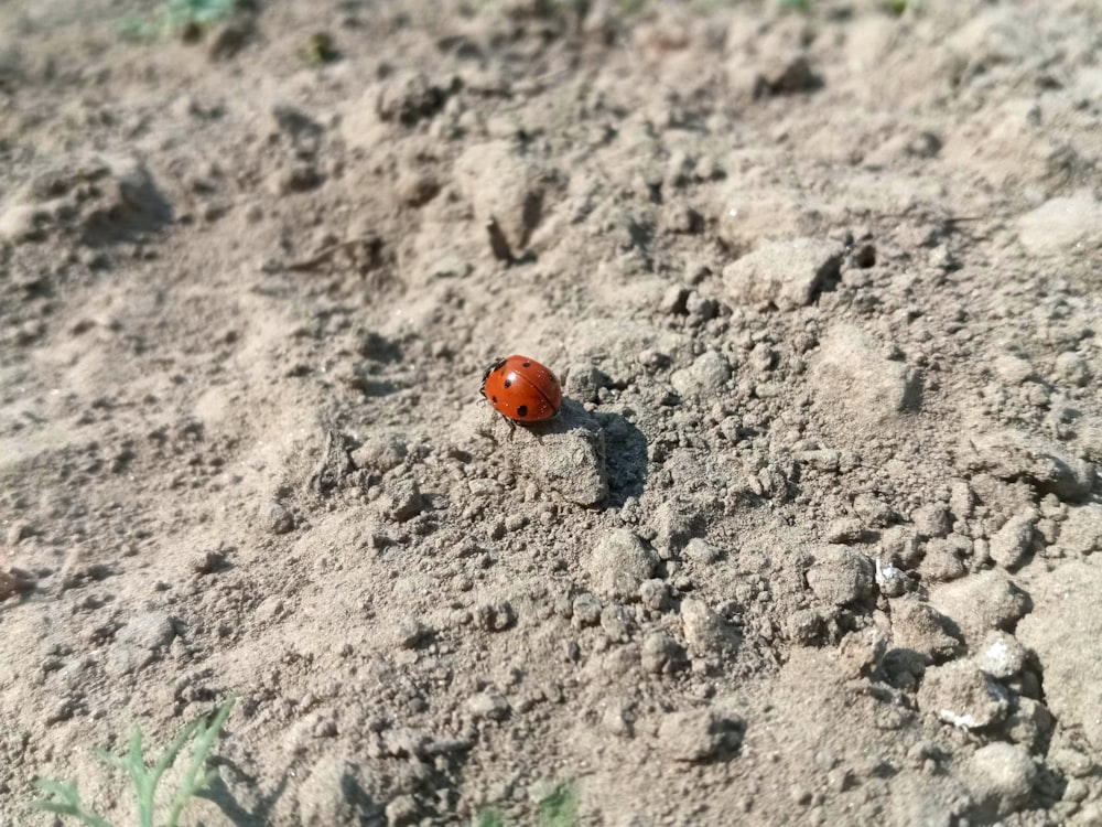 a ladybug on a rock