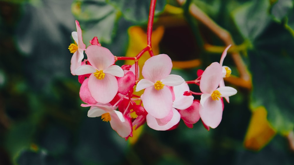 a close up of flowers