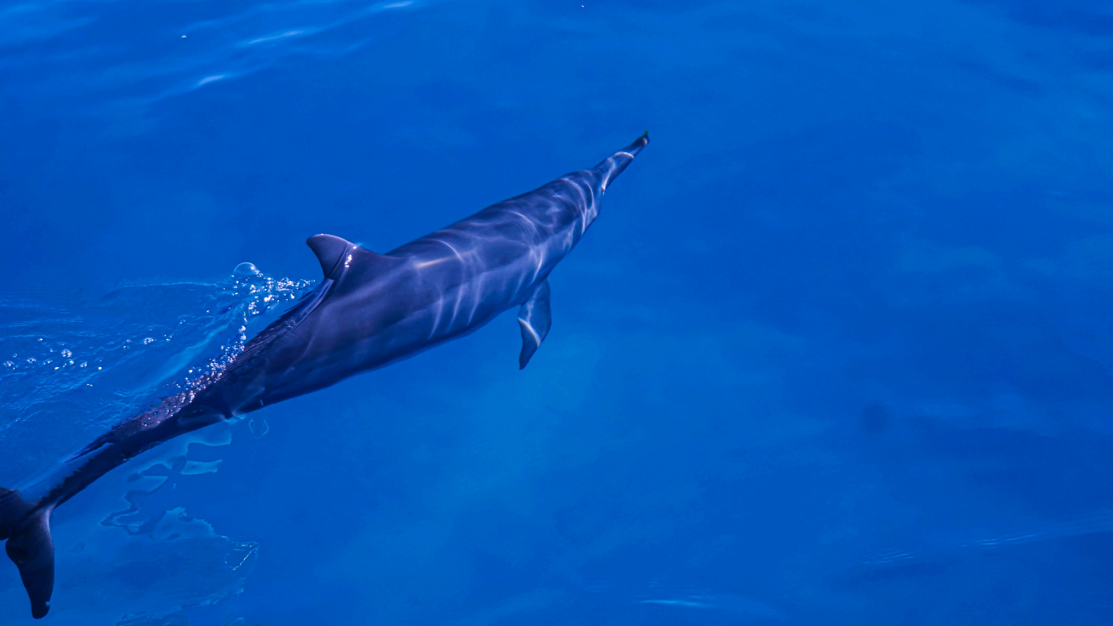 a whale swimming in the water