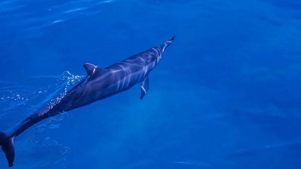 a whale swimming in the water