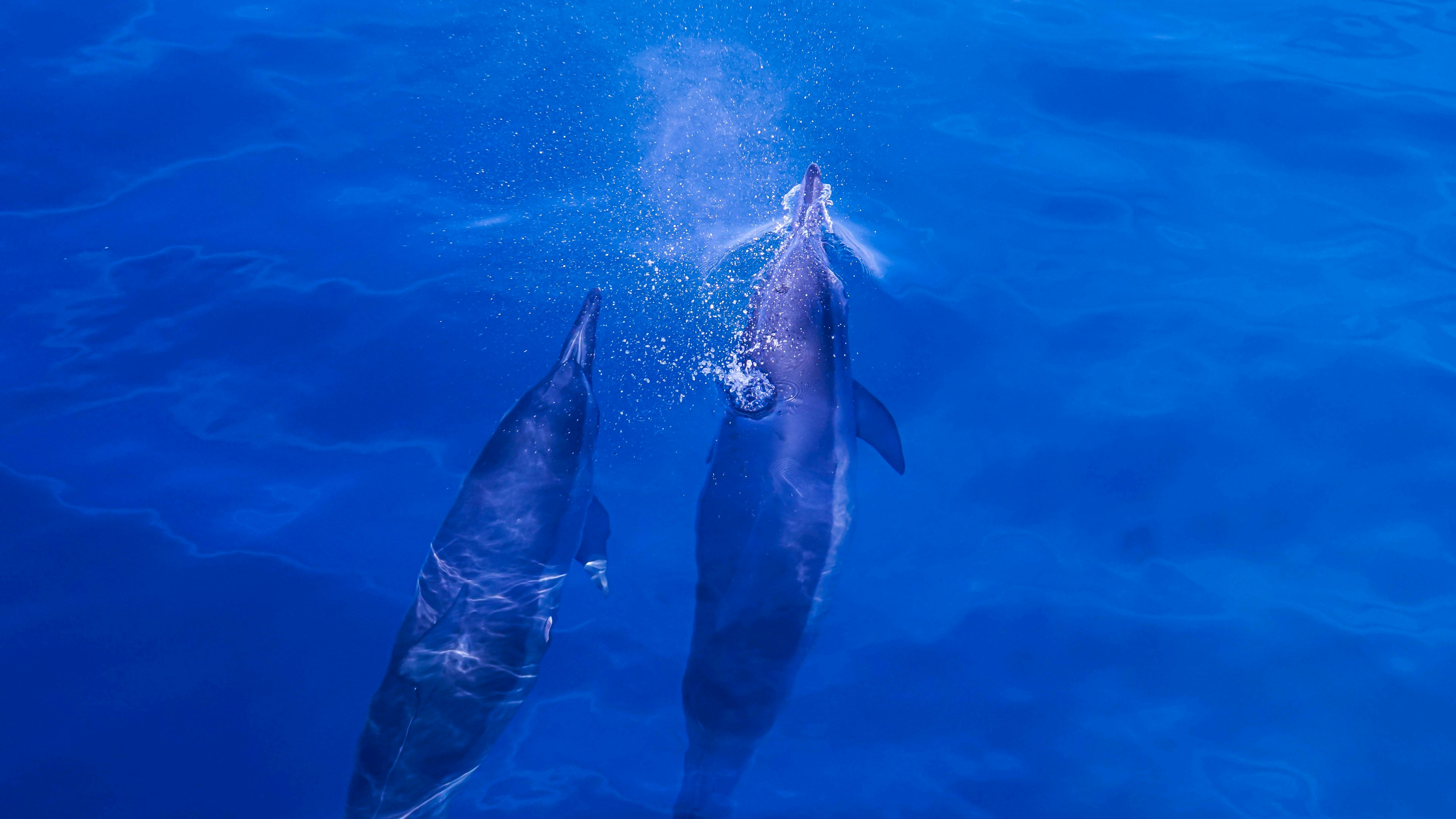 From Traditional Whaling to Modern Dolphin Hunts (image credits: unsplash)