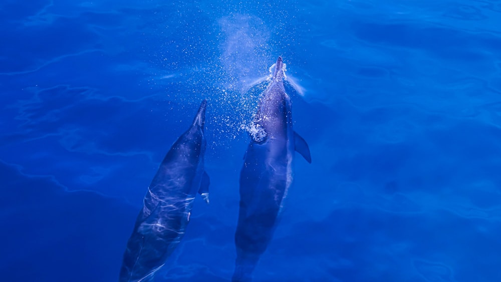 two dolphins swimming in the water