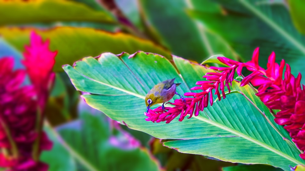 a butterfly on a flower