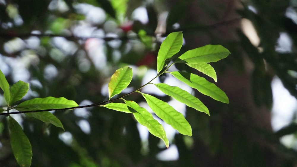 Primer plano de la rama de un árbol