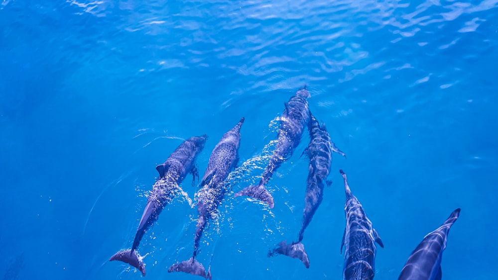 a group of dolphins swimming in the water