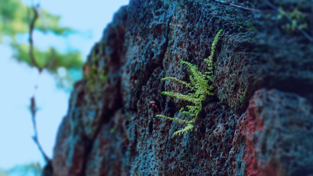 a close up of a tree