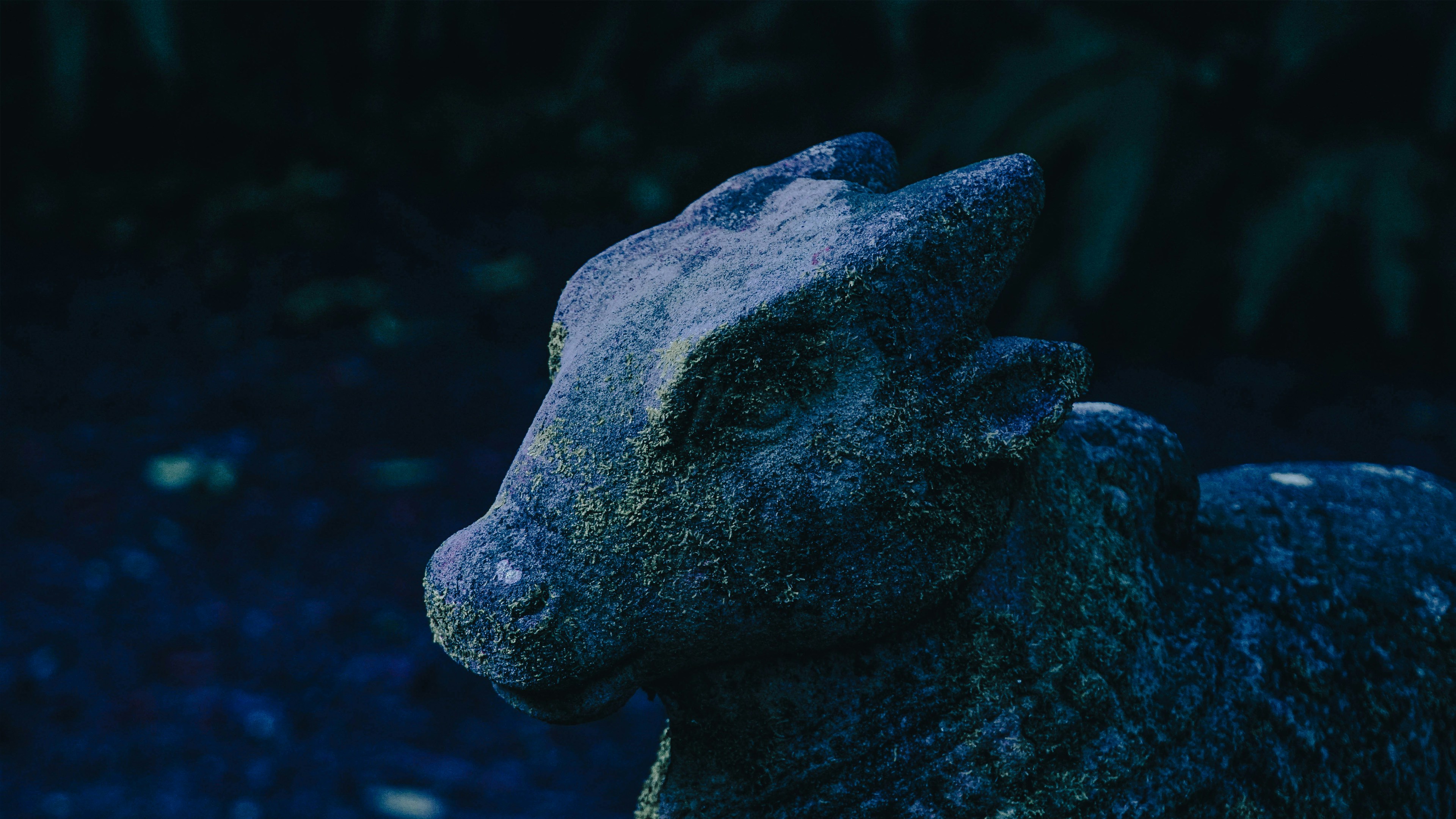 a close up of a fish, 