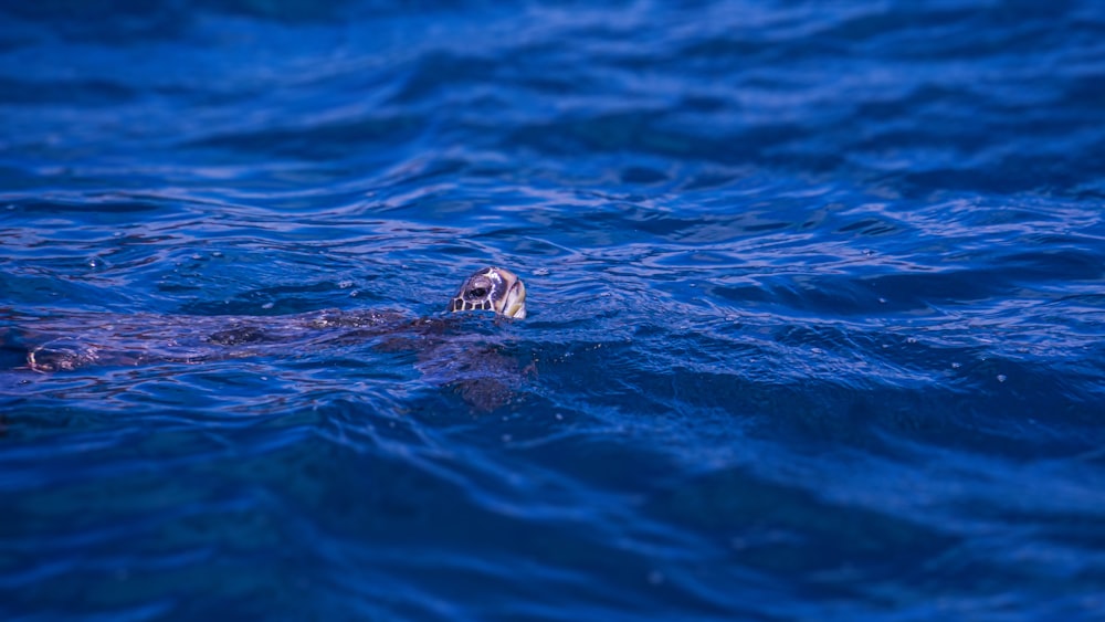 Ein kleines Tier schwimmt im Wasser