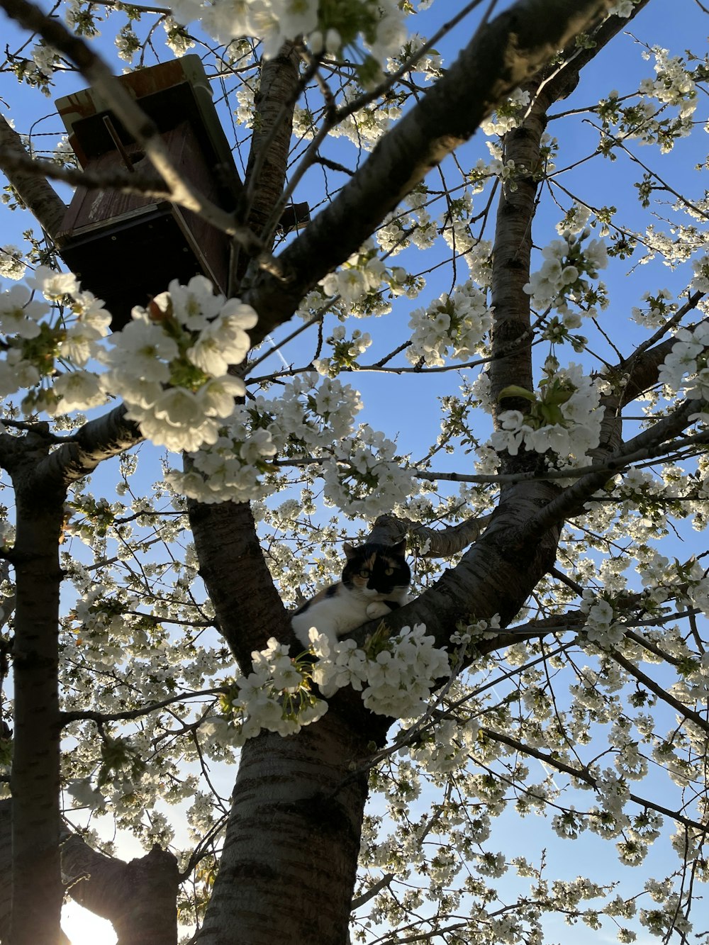 a tree with white flowers