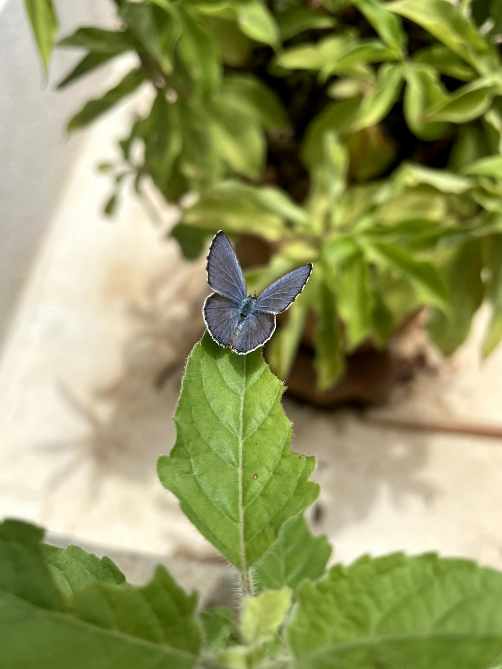 a butterfly on a leaf