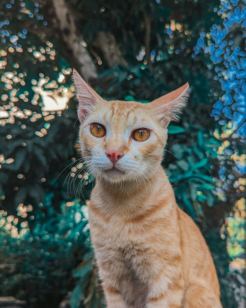 a cat standing in front of a tree