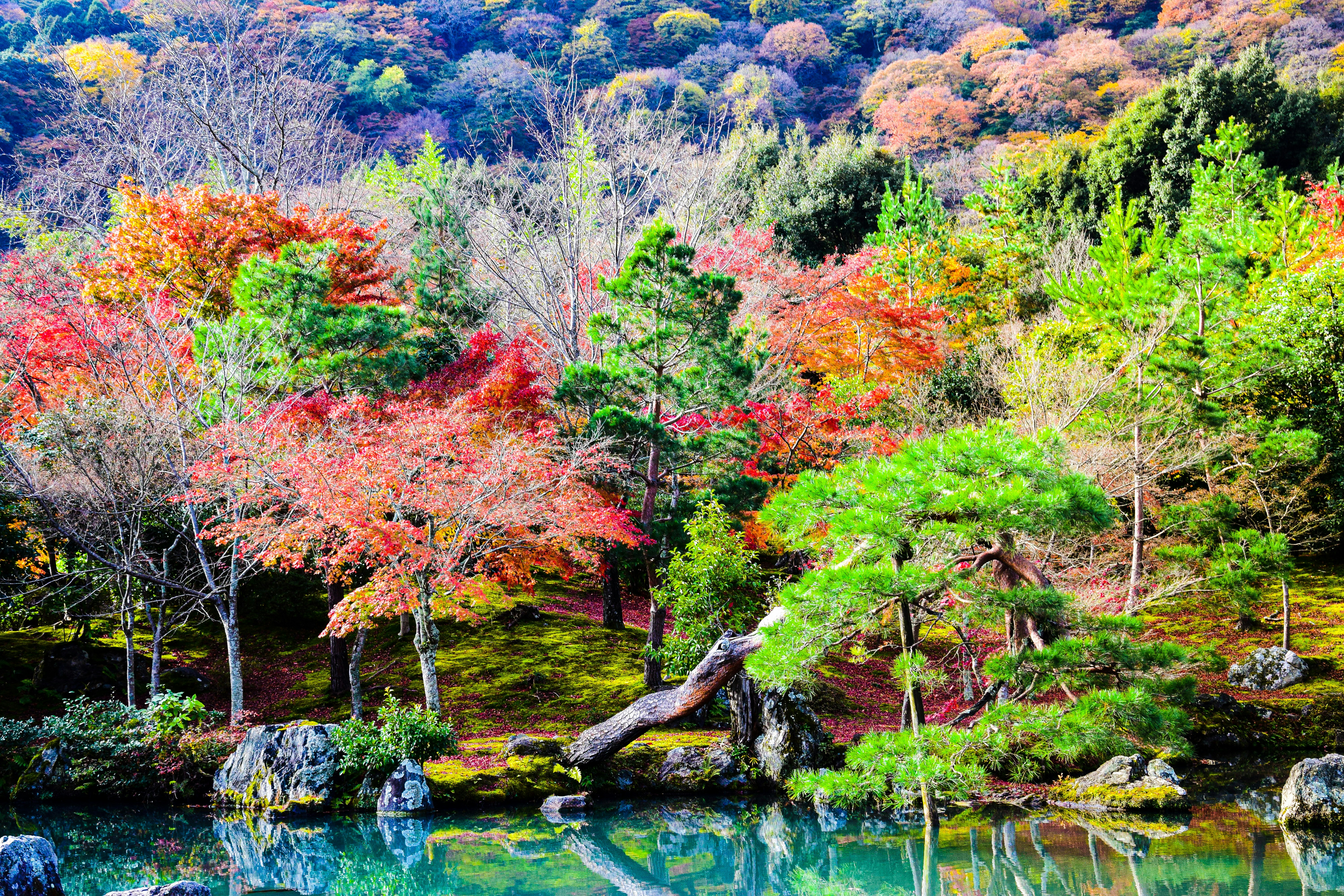 a body of water with trees around it, Kyoto, Japan.