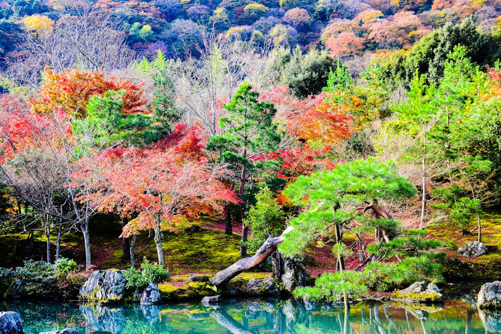 a body of water with trees around it