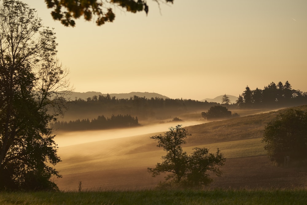 a foggy field with trees and a body of water