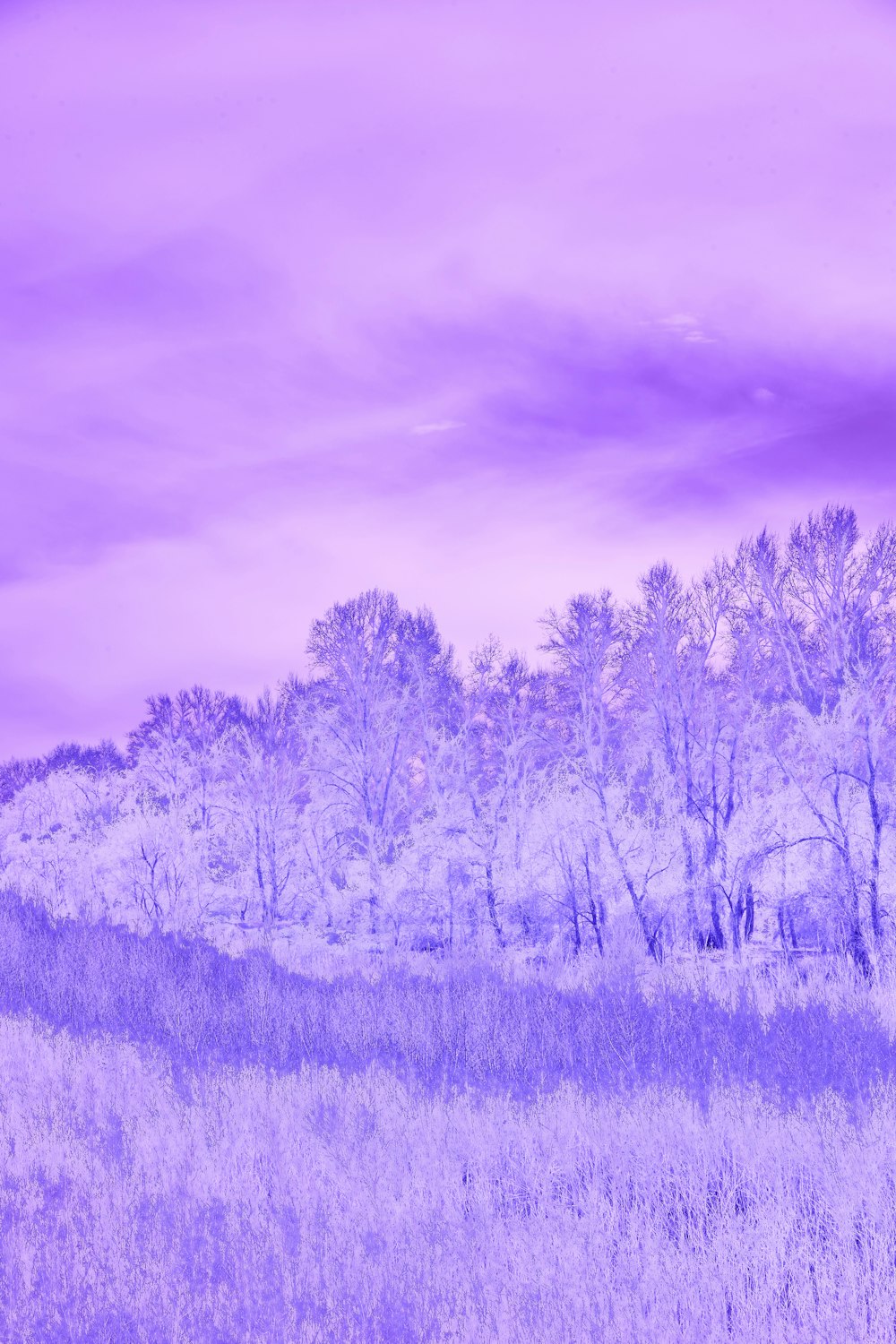 a field of purple flowers