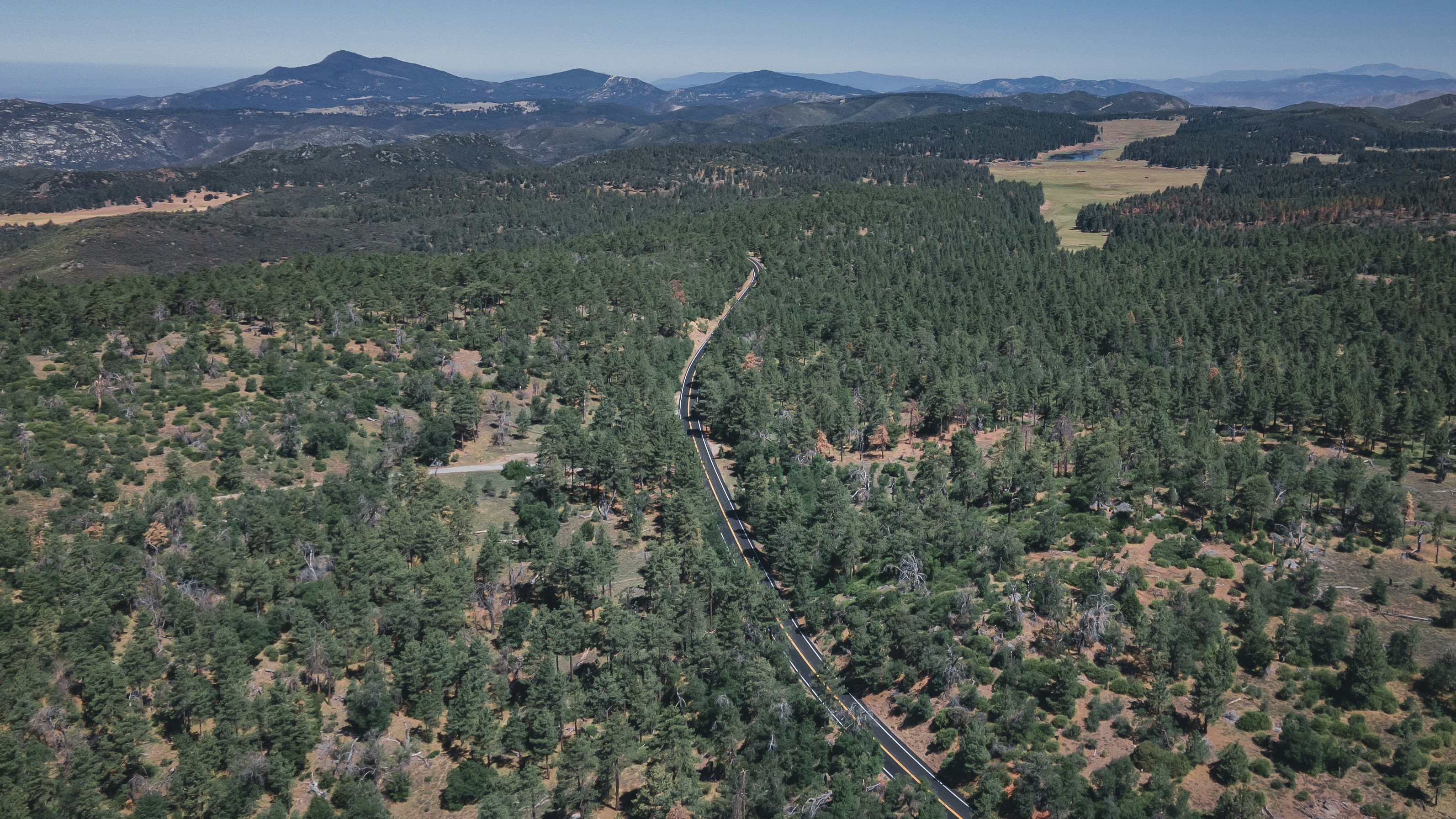 a train track going through a forest
