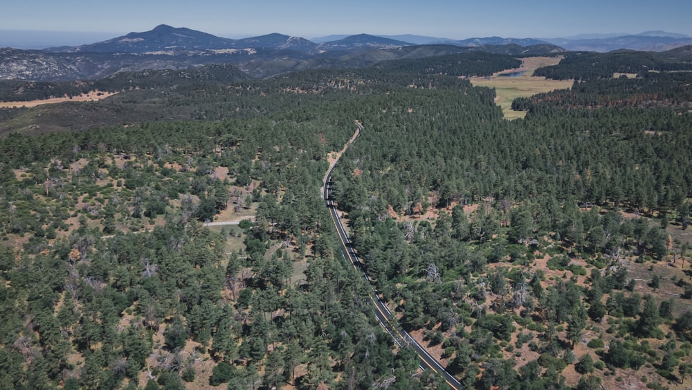 a train track going through a forest