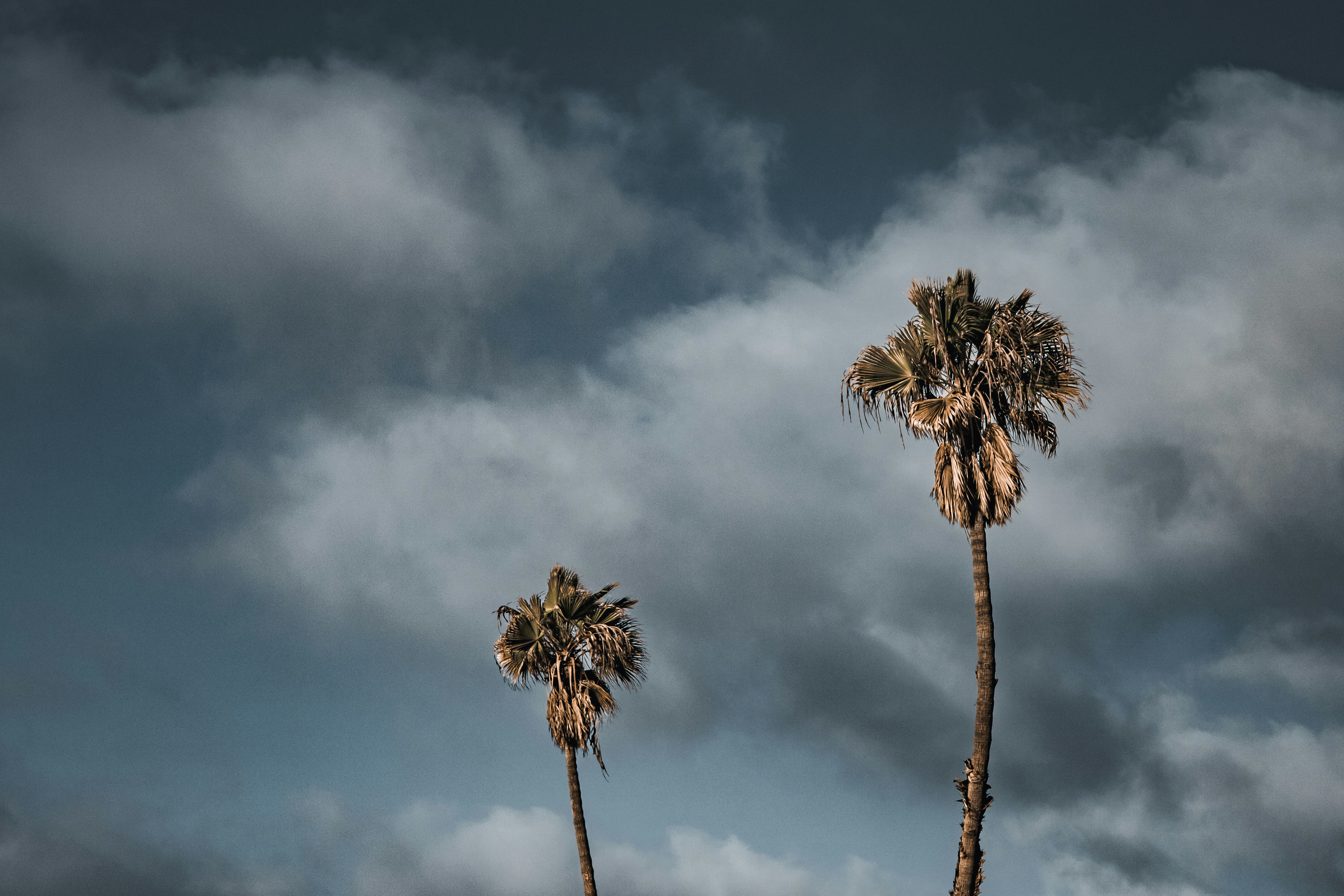 a few dandelions in the wind