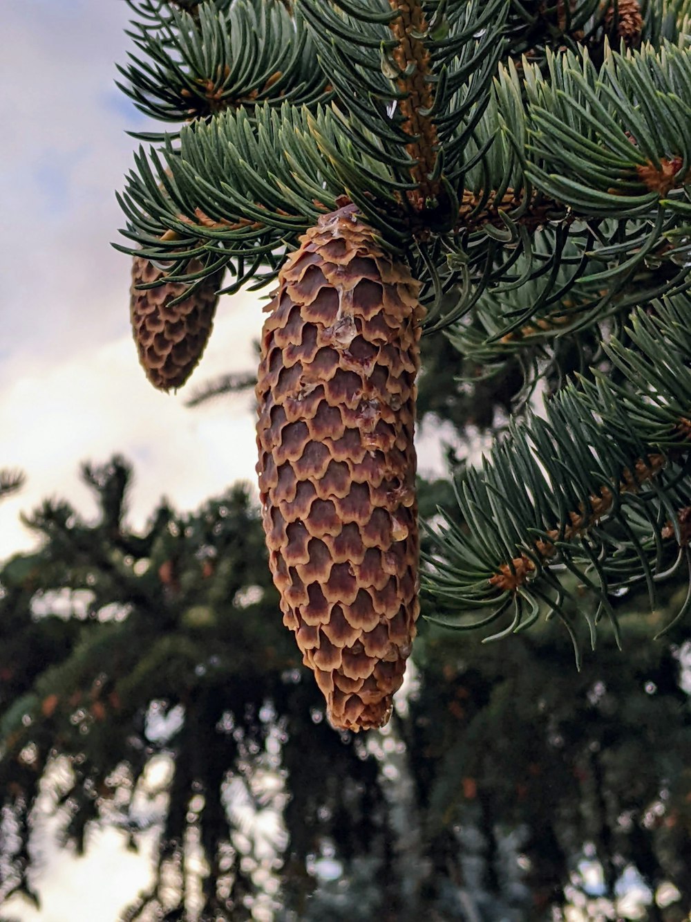 a pineapple with pine cones