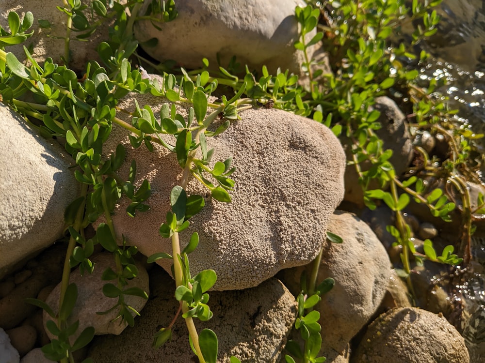 a close-up of a rock